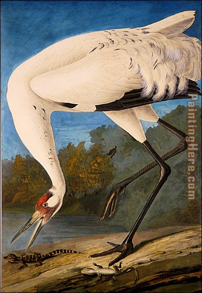 Whooping Crane painting - John James Audubon Whooping Crane art painting